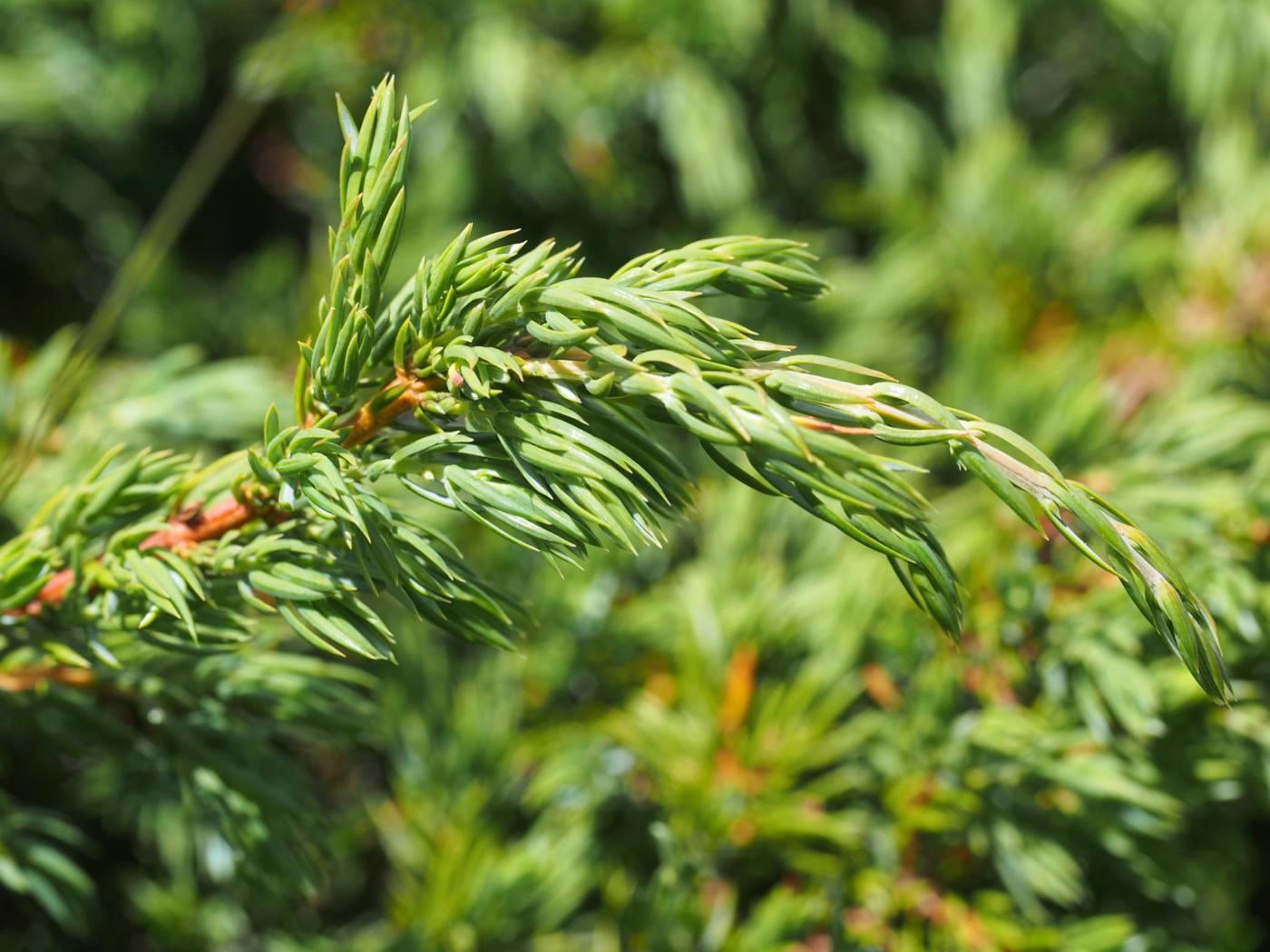 Juniper, 'Dwarf' leaf